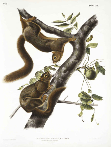 Squirrel 2 Art Print in A4